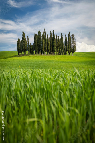 A group of Mediterranean Cypress trees on a picturesque afternoon in Tuscany, Italy.
