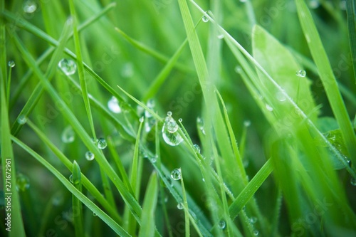 Fresh green grass with dew drops