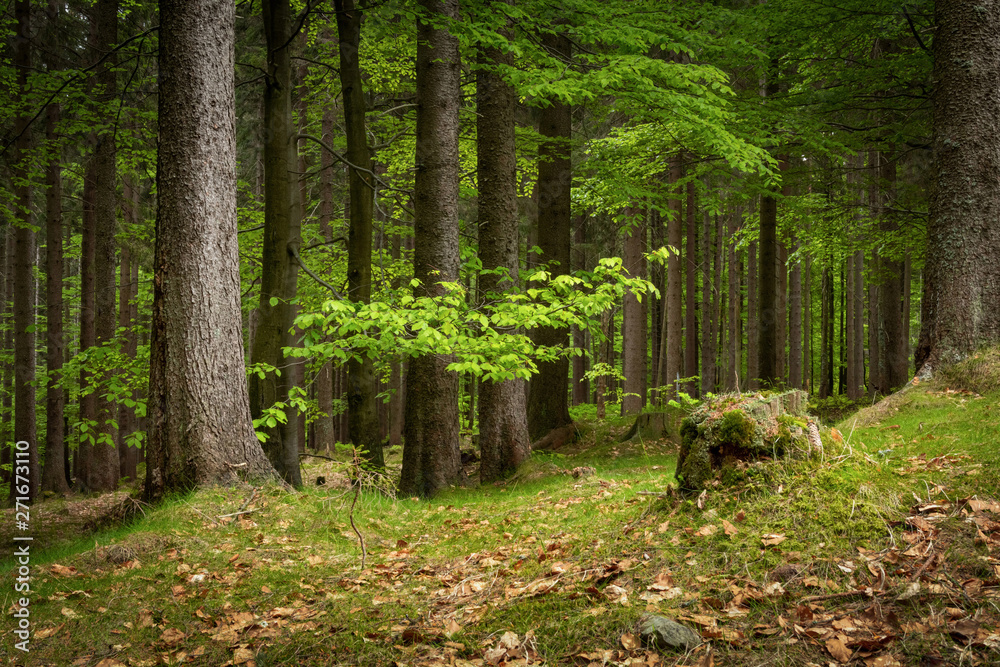 Natural Forest of Spruce Trees in Krkonose National Park, Czechia