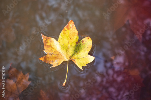 Dry leaf of a fallen tree over a puddle of water on a fall day  in yellowish tones. You can see the reflection of submerged leaves