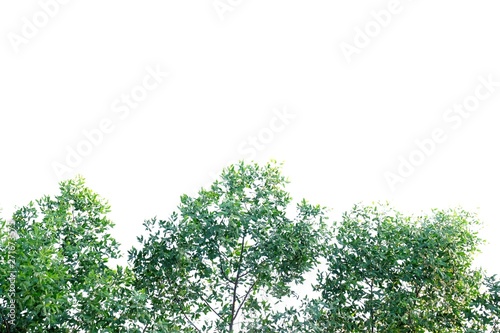 Tree leaves with branches on white isolated background for green foliage backdrop 