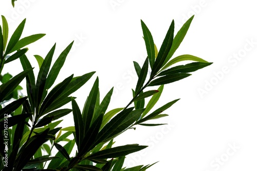 Tropical tree leaves with branches growing in botanical garden on white isolated background for green foliage backdrop 