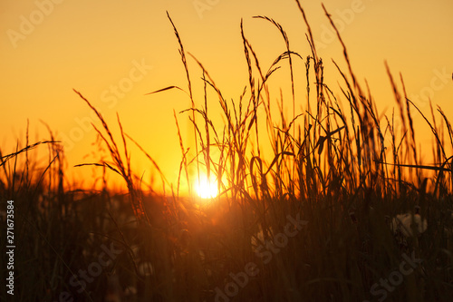 romantic beautiful sunset or sunrise meadow  silhouettes of wildflowers and grass