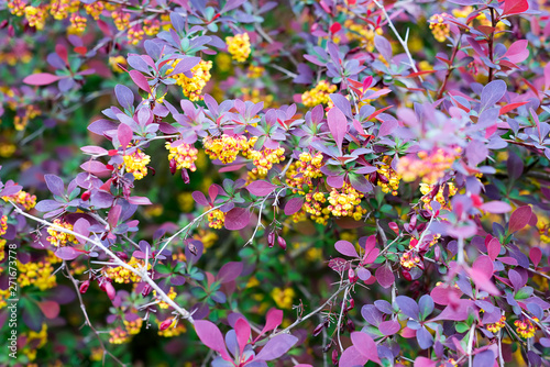 Canvas-taulu branch of a blossoming spring Berberis ottawensis Superba