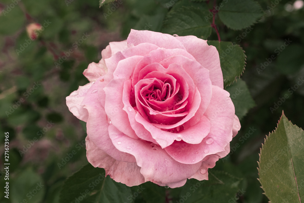 Fully open, gently pink with many shades of lovely rose flower plant Fully open, gently pink with many shades of lovely rose flower plant