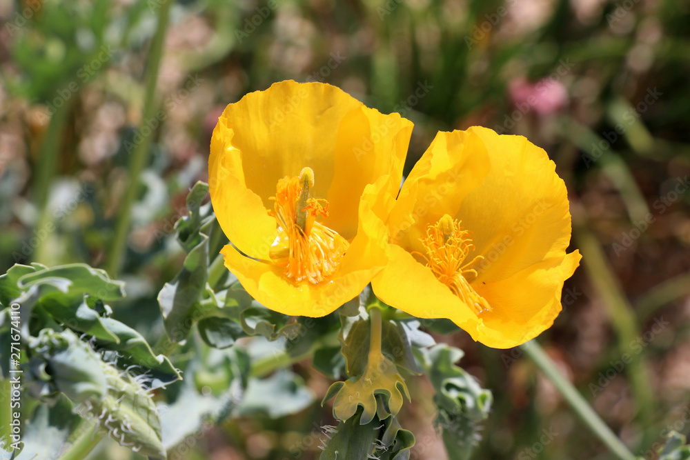 Fototapeta premium yellow poppy - Heilbronn Germany