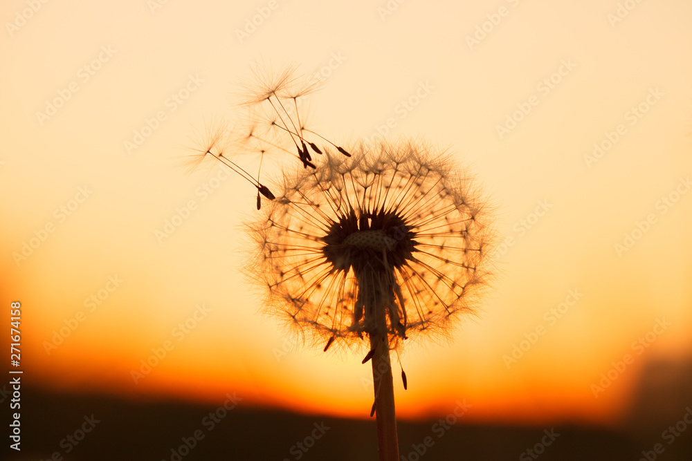 beautiful fluffy dandelion flower at sunset meadow