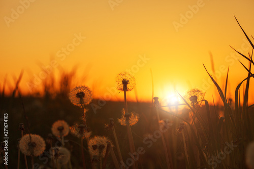 beautiful fluffy dandelion flowers at sunset meadow