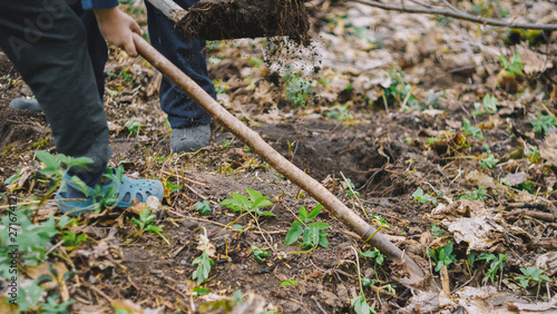 boy helping and digging in the garden with shovel and spade. A spade in the act of digging into the soil.