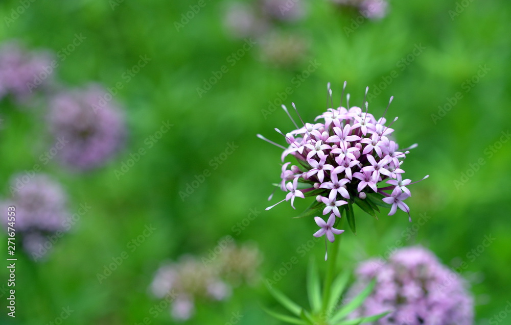 Rosenwaldmeisterblüten