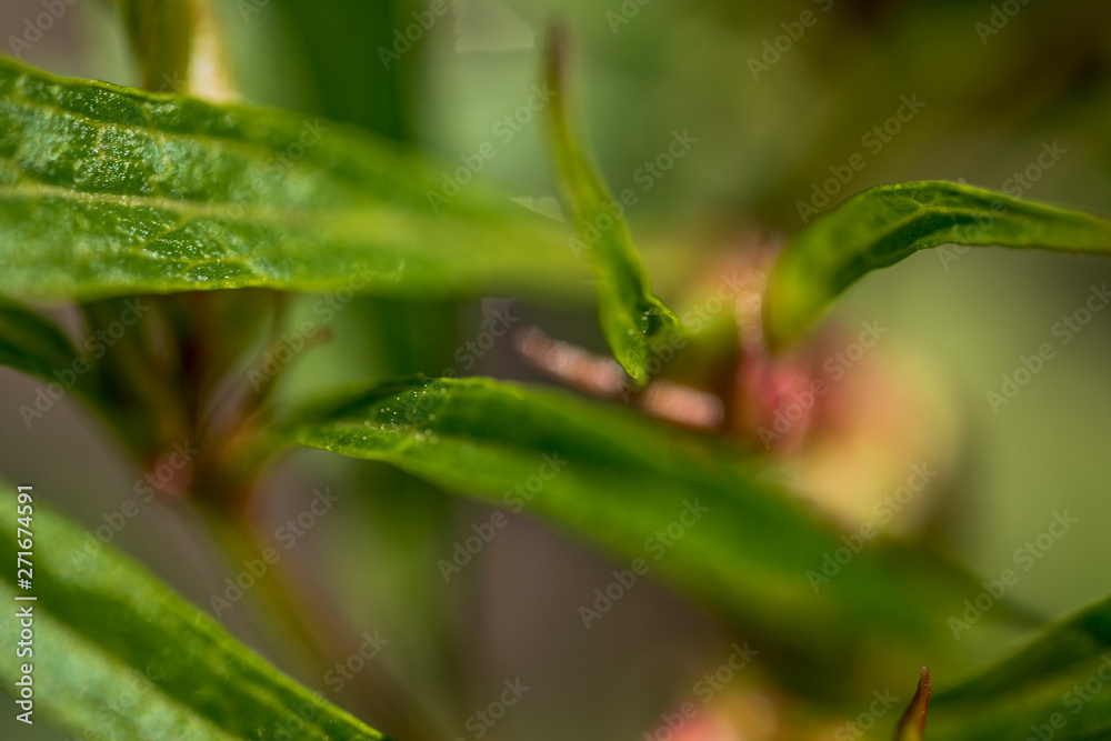 Macro Photo of Campanula - Pink Octopus. Macro Photo of Campanula - Pink Octopus.