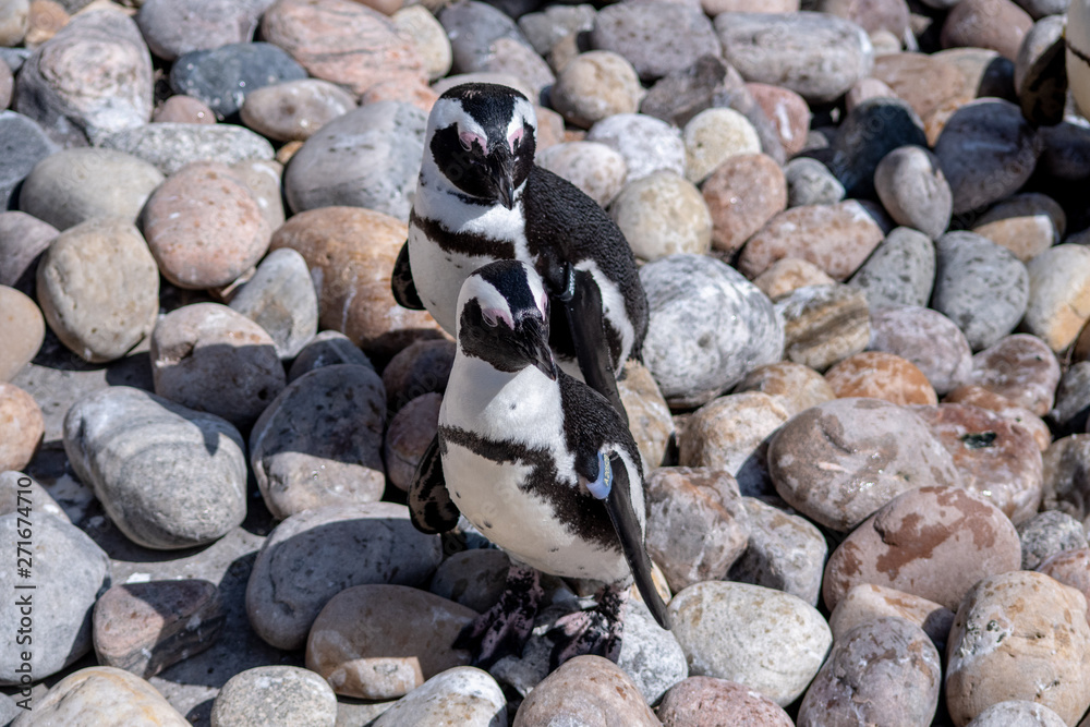 Fototapeta premium Penguins Standing on Pebbles