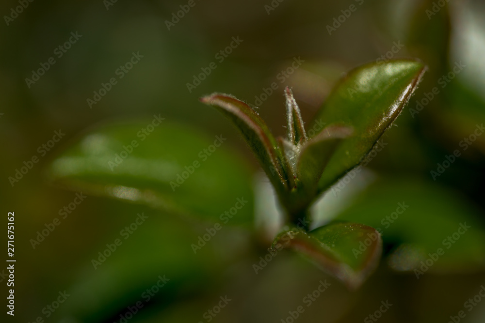 Macro Photo of  Cotoneaster, family Rosaceae -  Ursynow.