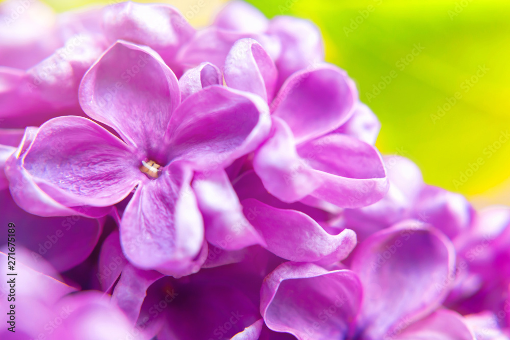 beautiful dark purple fresh lilac macro on a pink background, violet background, spring background, place for text, top view