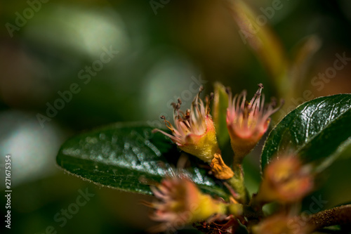 Macro Photo of  Cotoneaster  family Rosaceae -  Ursynow.