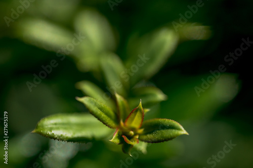 Macro Photo of Jasminum Nudiflorum, family Oleaceae.