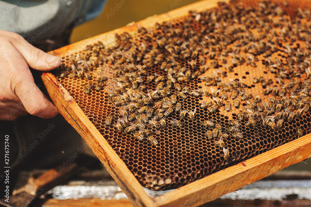 Bee hive detail close up. Beekeeper Inspecting Bee Hive after winter Bee hive detail close up. Beekeeper Inspecting Bee Hive after winter
