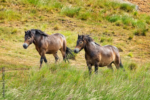 Two elegant horses are walking in Scottish Summer Fields near North Berwick Law. North Berwick. East Lothian. Scotland, United Kingdom