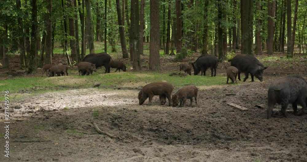 Wild boars in the forest Wild boars in the forest