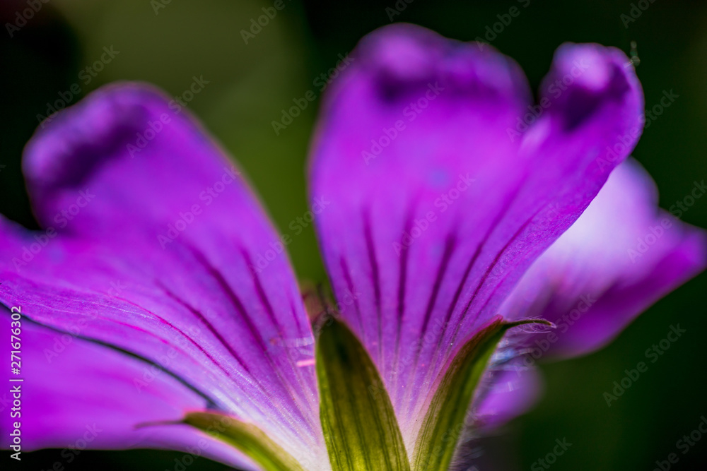 Fototapeta premium Macro Photo of Geranium, family Geraniaceae - Sirak. Natural Background Macro View, Natural Forms of Purple Flower.