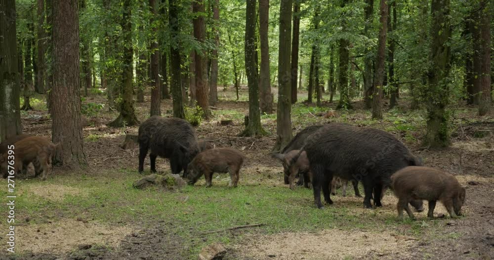 Wild boars in the forest Wild boars in the forest