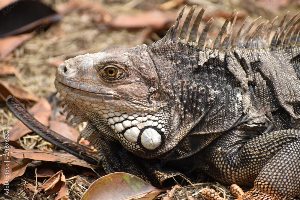 Closeup of Brown Iguana in Medellin Botanical Garden Closeup of Brown Iguana in Medellin Botanical Garden