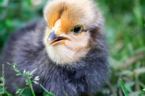 Newborn little chicken. Color black and yellow.