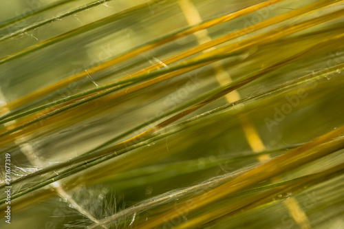 Macro Photo of Stipa Lessingiana, family Poaceae. Natural Grass Background in Macro view.