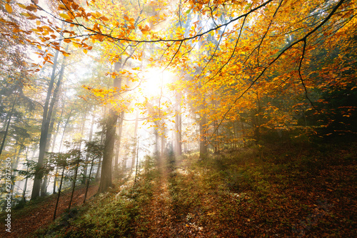 Beautiful sun rays through autum seasonal leaves in the morning forest.