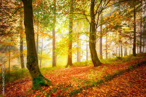 Beautiful colorful autumn season forest with trees. 