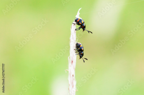 Closeup shot of some unknown couple insects are perching on a cogon grass flower.