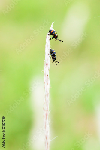 Closeup shot of some unknown couple insects are perching on a cogon grass flower.