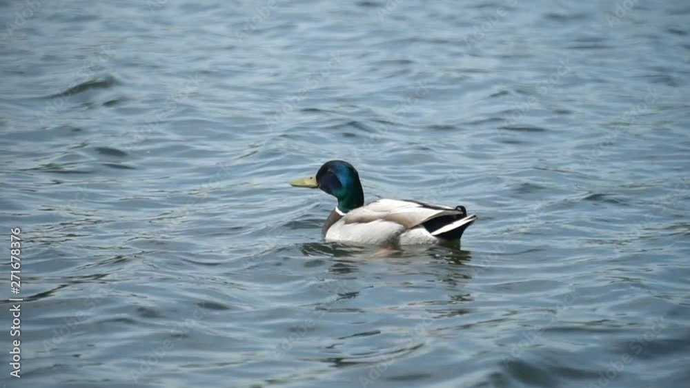 duck swims in the pond and drinks water. beautiful duck on the lake duck swims in the pond and drinks water. beautiful duck on the lake