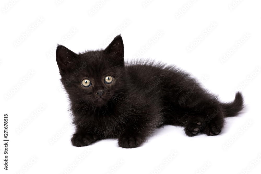Beautiful black kitten on a white background