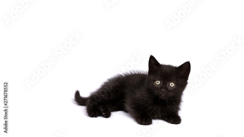 Beautiful black kitten on a white background