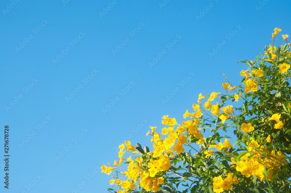 Blooming Yellow bell flowers against blue sky on sunny summer. Blooming Yellow bell flowers against blue sky on sunny summer.