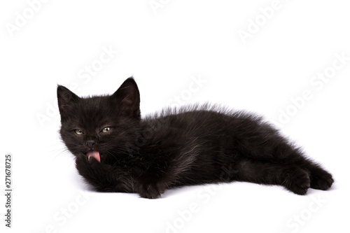 Beautiful black kitten on a white background