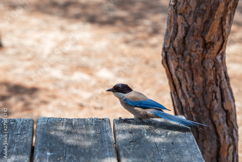 Blue Magpie 2