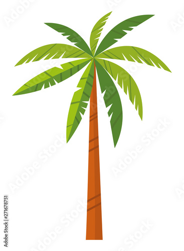 Palm beach tree nature cartoon