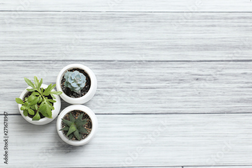 Succulents of aloe havortia cacti in white pots on a table on a wooden background. Home plants.