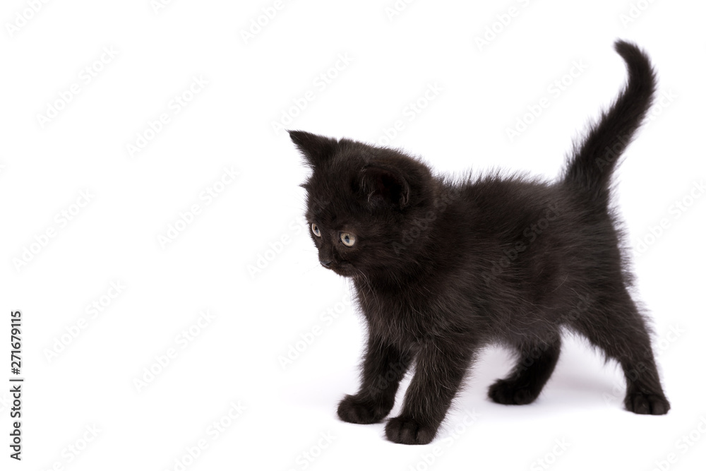 Beautiful black kitten on a white background Beautiful black kitten on a white background