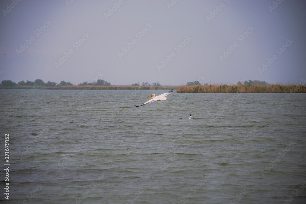 The Danube Delta , Romania