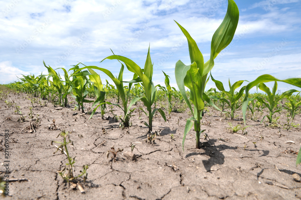Young corn using herbicides is protected from weeds Young corn using herbicides is protected from weeds