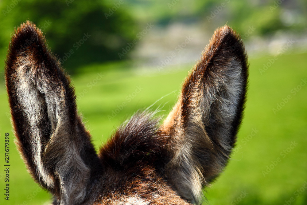 Close up of a donkeys ears concept for listening Close up of a donkeys ears concept for listening
