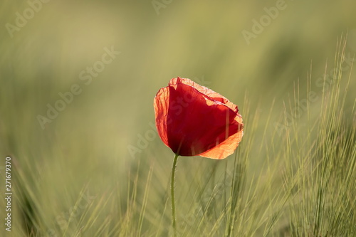 Mohn