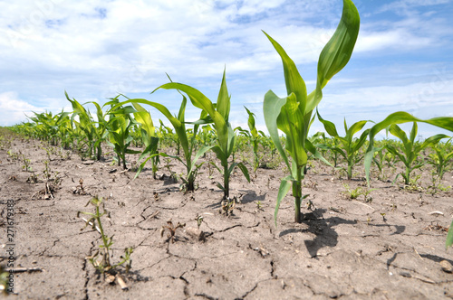 Young corn using herbicides is protected from weeds