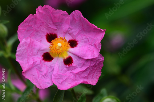 Orchid rockroses (cistus albidus) photo