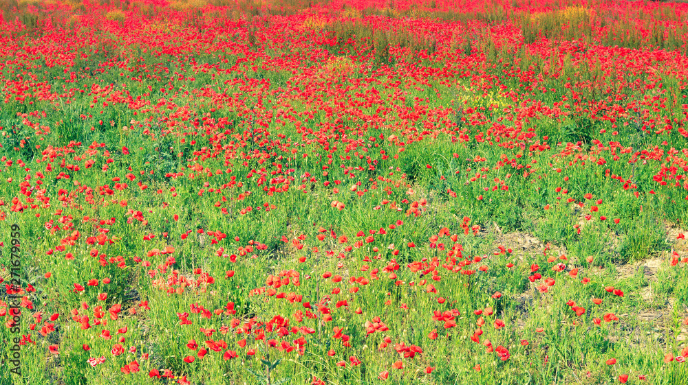 Poppy field in a full bloom
