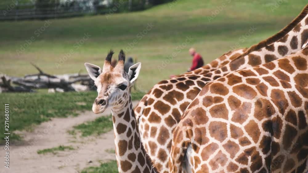 Cute giraffe cub looks curious. Family of giraffes with calf baby Cute giraffe cub looks curious. Family of giraffes with calf baby
