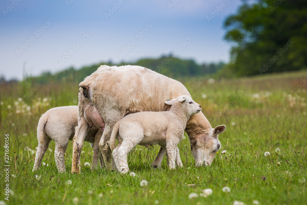 Fototapeta premium Texel ewe, female sheep, with newborn twin lambs in lush green meadow in Spring Time.